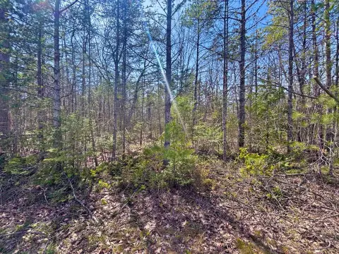 Presque Isle Wooded Lot