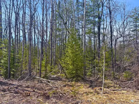 Wooded Lot Near Presque Isle Harbor