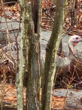 Hunting Land with Mixed Terrain