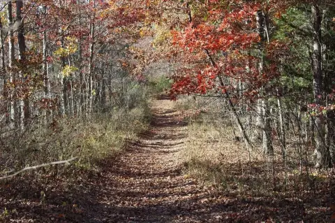 90 Acres of Kentucky Land