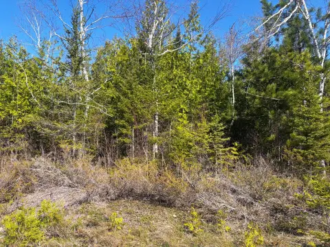 Presque Isle Wooded Triple Lot