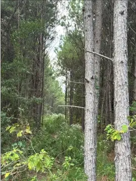 Secluded Hunting and Recreational Land