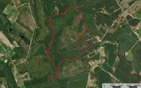 Recreational Timberland in Dillon County