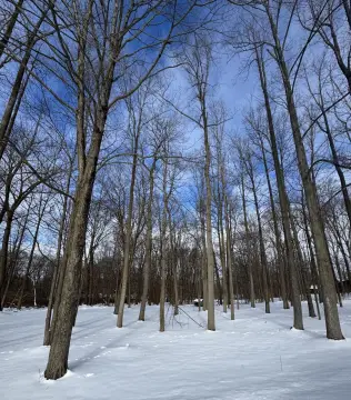 Wooded Lot on Quiet Cul-de-Sac