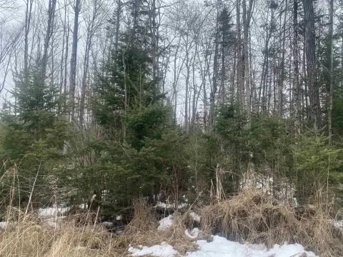 Forested Land Parcel For Sale