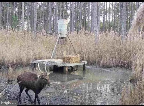 Eastern Shore Hunting Land Parcel