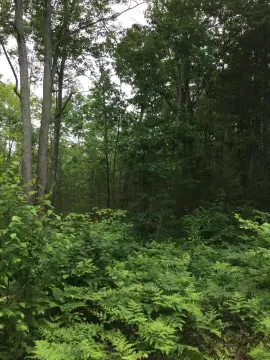 Wooded Acreage with Lake Access