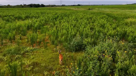 Recreational Ranch Land with Frontage