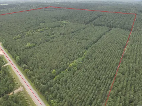 Agricultural Land with Pine