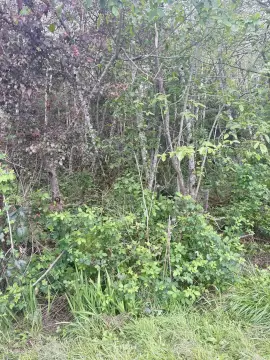 Residential Land in Crescent City