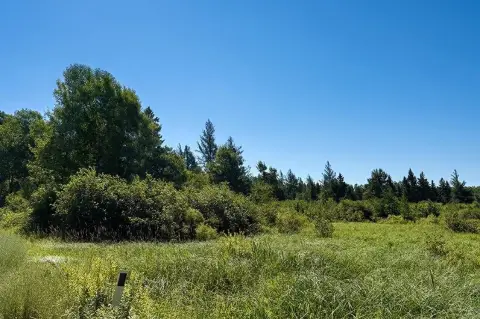 Wooded Recreational Land with Road Access