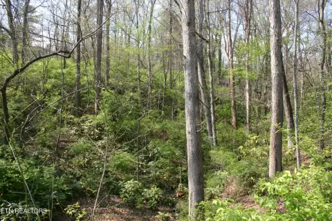 Wooded Lot in Fountain City