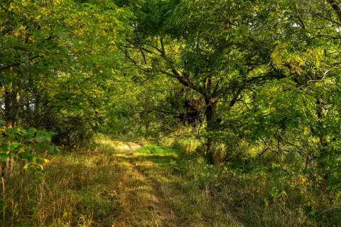 Productive Lapeer Land with Hunting