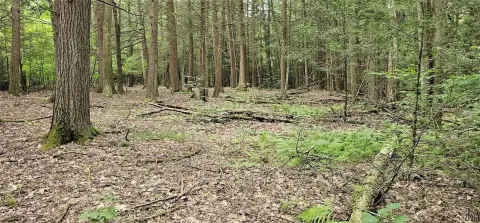 Wooded Hunting Land