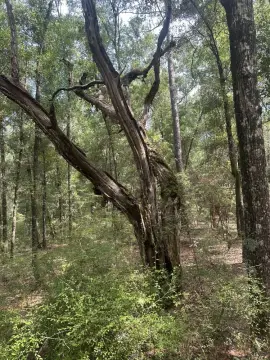 Ridgeville Vacant Land Near River