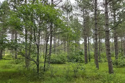 Wooded Recreational Land Homesite