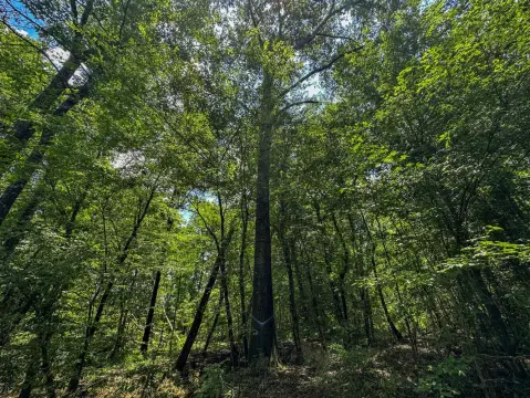 Vacant Land Timber Investment