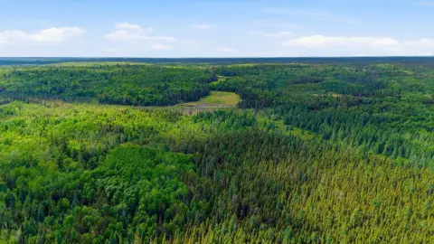 Wooded Land