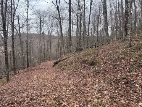 50 Acres of Wooded Land