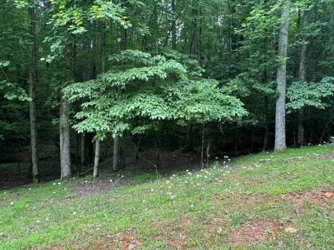 Level Wooded Lot in Ellijay