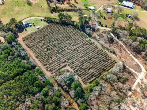 Poplarville Acreage with Blueberry Trees