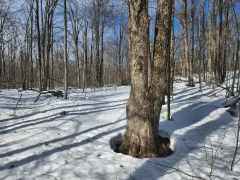 Wooded Lot in Alba, MI