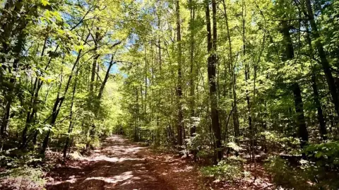 200 Acres of Timberland Investment