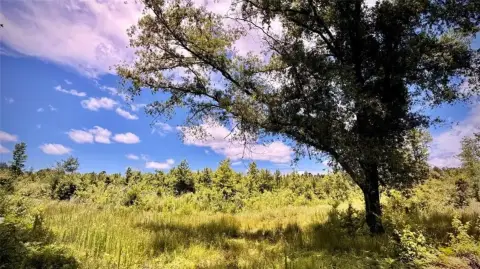 103 Acres Recreational Timber Property