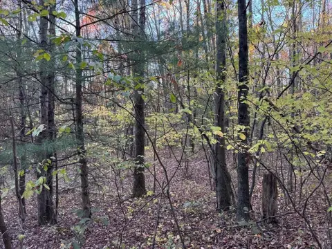 Waverly Land for Hunting/Recreation