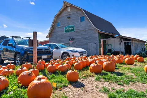 Orchard Farm with Multiple Barns
