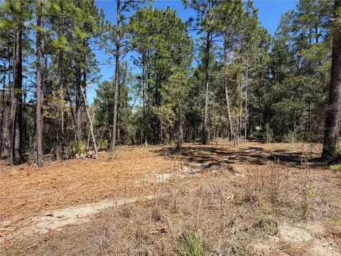 Undeveloped Land in Levy County