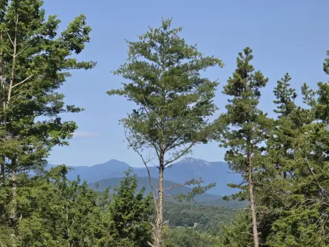 Mostly Cleared Land Parcel