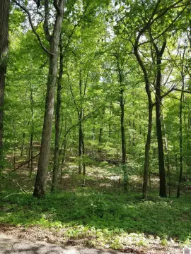 Marion, KY Wooded Land Tract