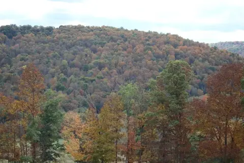 Wooded Acreage with Stream