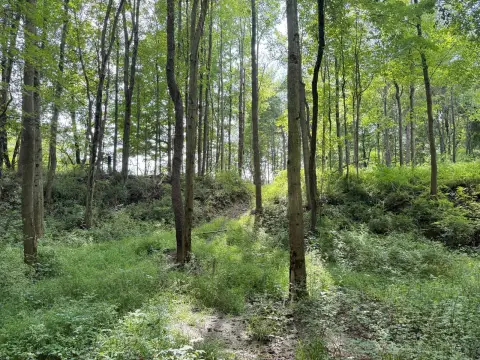 Hunting Land with Seasonal Stream