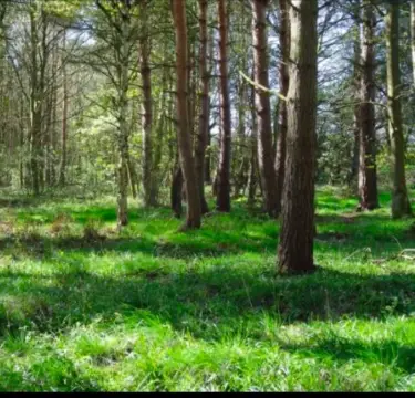 Approved Homesite in North Easton