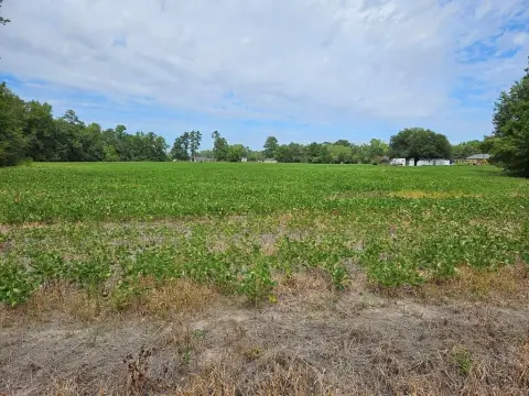 Cleared Land in Olanta, SC