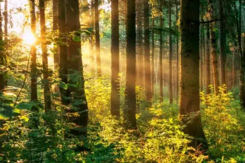 Wooded Lot in Harlem, GA