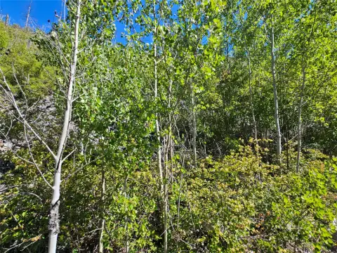 Remote Montana Land with Potential