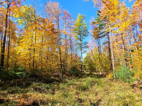 75-Acre Hunting Land