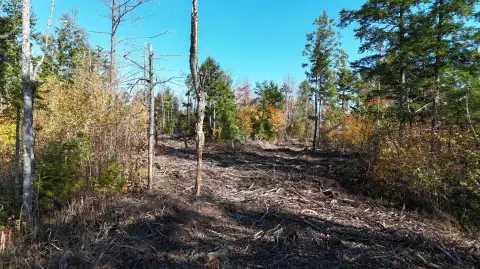 Recreation Land with Road Frontage