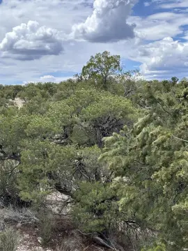 Land in Magdalena, New Mexico