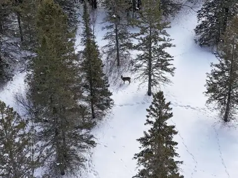 89.85 Acres Hunting Land