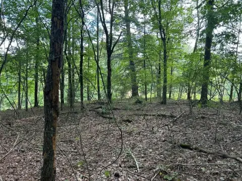 Ellijay, GA Wooded Lot