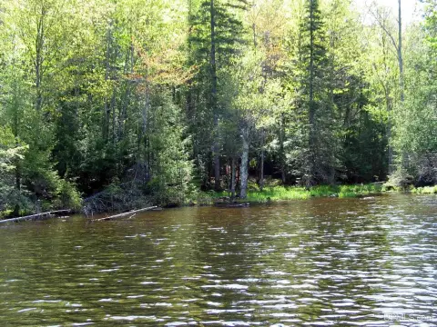 Secluded Land Near Gaylord Lake