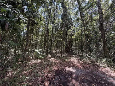 Wooded Land Parcel