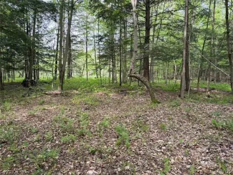 Wooded Hunting Land
