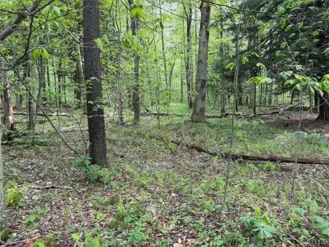 Wooded Hunting Land