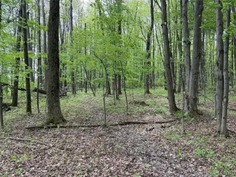 Wooded Hunting Land