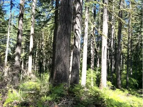 40 Acres of Timberland